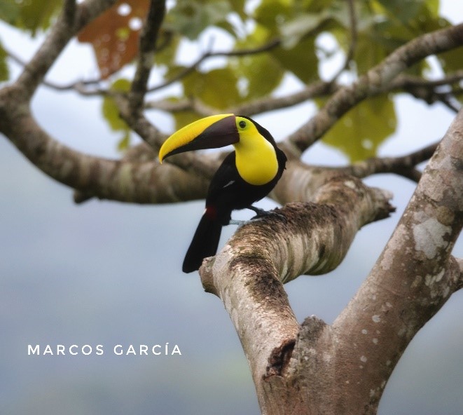 Finca Siempre Verde Mastatal, Rural Tourism, Horseback Riding, Natural building, Tours to La Cangreja, Organic Farm, Volunteers and Spanish School in Puriscal, Costa Rica